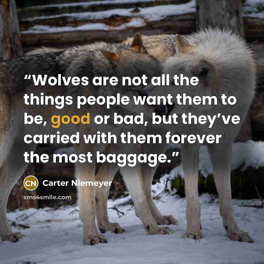 “Wolves are not all the things people want them to be, good or bad, but they’ve carried with them forever the most baggage.” quote by Carter Niemeyer