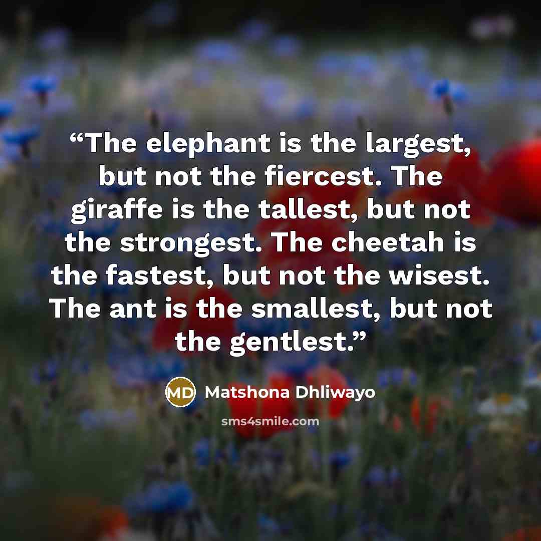 “The elephant is the largest, but not the fiercest. The giraffe is the tallest, but not the strongest. The cheetah is the fastest, but not the wisest. The ant is the smallest, but not the gentlest.” quote by Matshona Dhliwayo