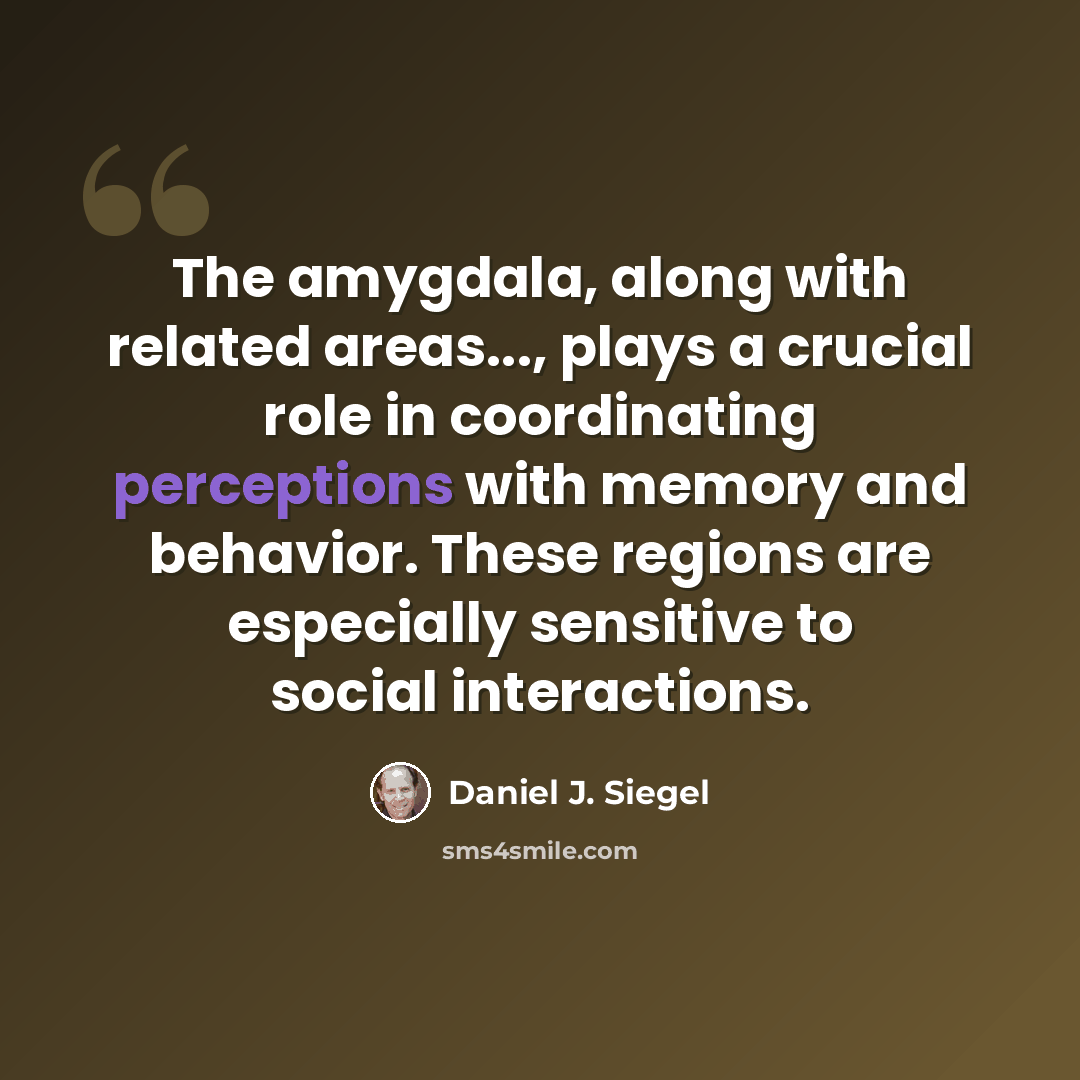 “The amygdala, along with related areas..., plays a crucial role in coordinating perceptions with memory and behavior. These regions are especially sensitive to social interactions.” quote by Daniel J. Siegel