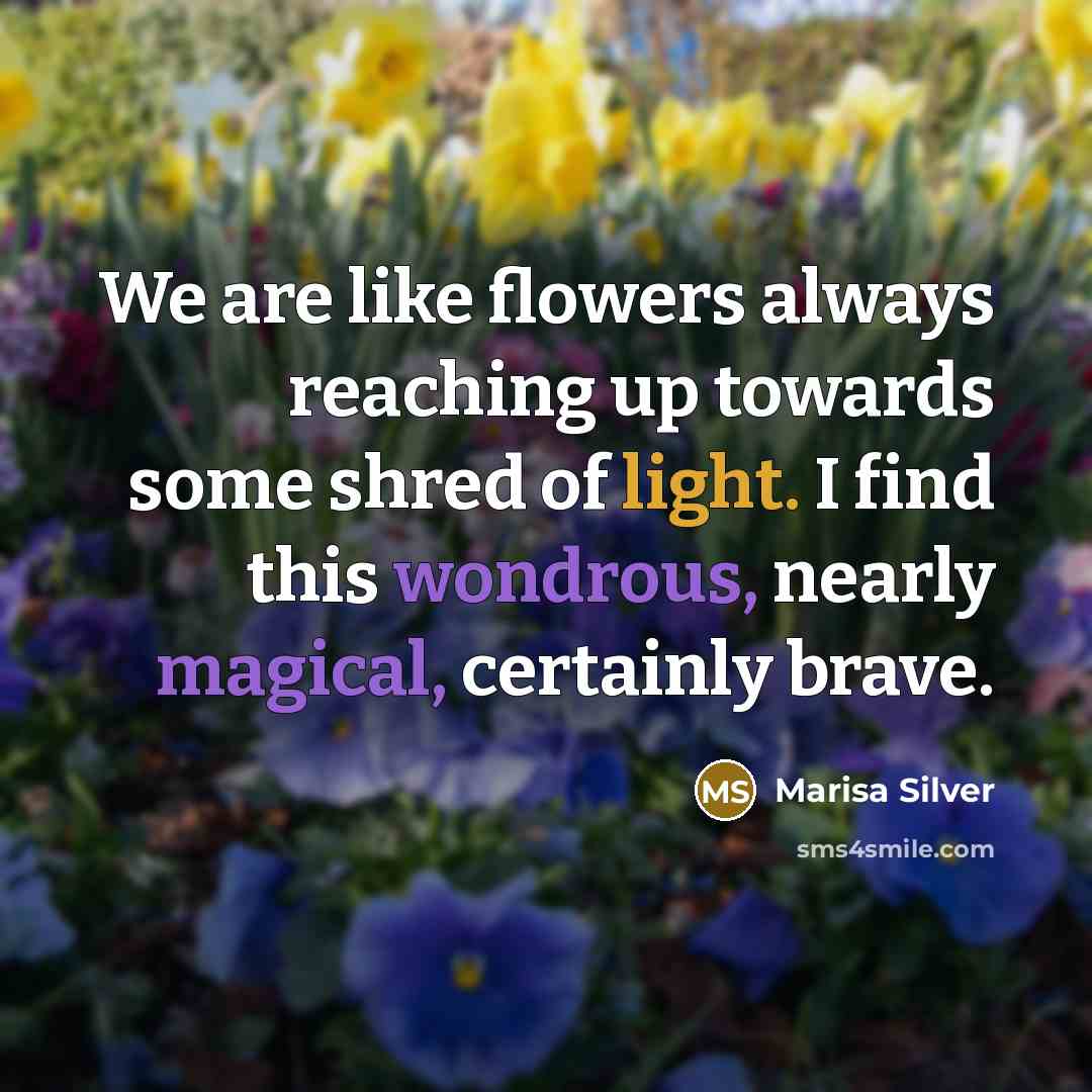 “We are like flowers always reaching up towards some shred of light. I find this wondrous, nearly magical, certainly brave.” quote by Marisa Silver