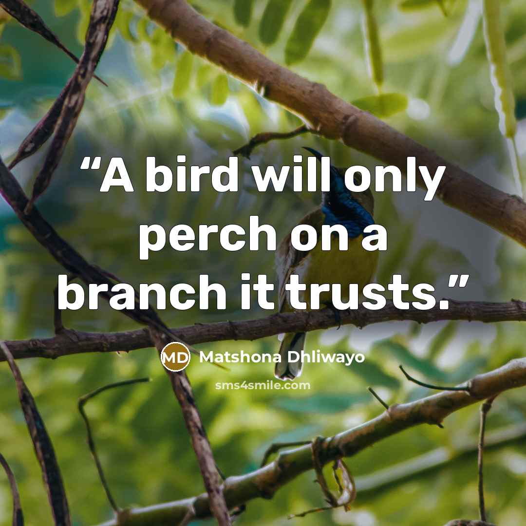 “A bird will only perch on a branch it trusts.” quote by Matshona Dhliwayo
