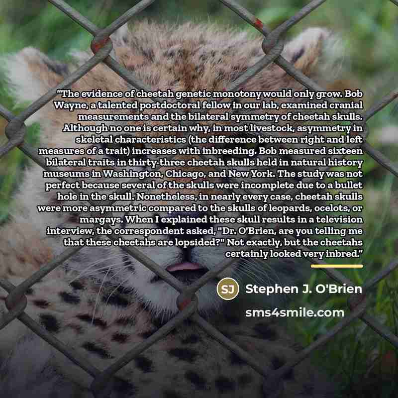 “The evidence of cheetah genetic monotony would only grow. Bob Wayne, a talented postdoctoral fellow in our lab, examined cranial measurements and the bilateral symmetry of cheetah skulls. Although no one is certain why, in most livestock, asymmetry in skeletal characteristics (the difference…” quote by Stephen J. O'Brien