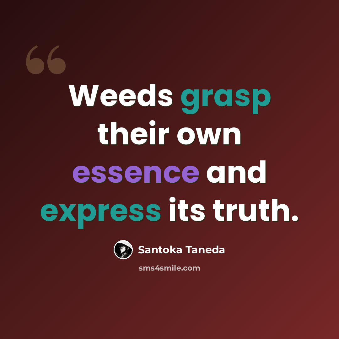 “Weeds grasp their own essence and express its truth.” quote by Santoka Taneda