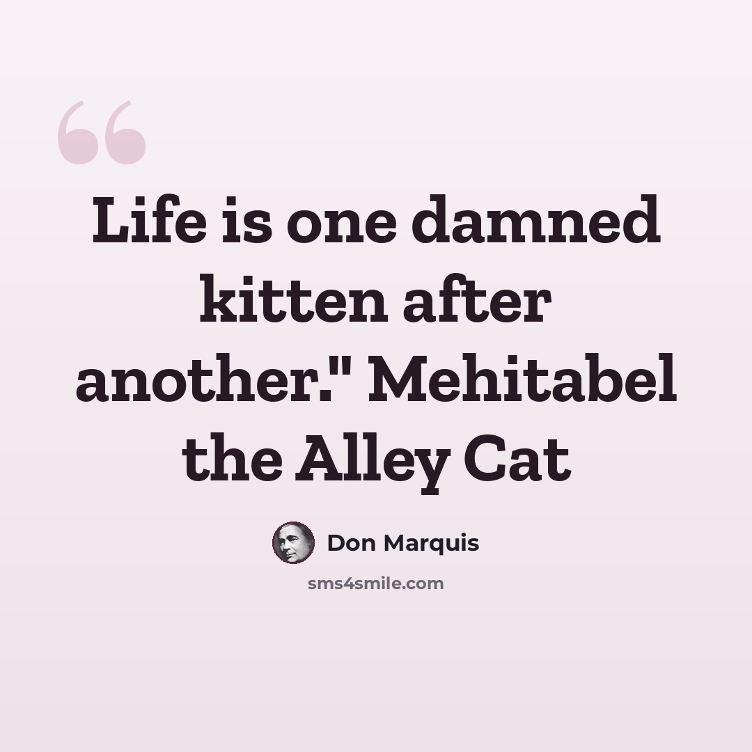 “Life is one damned kitten after another." Mehitabel the Alley Cat” quote by Don Marquis
