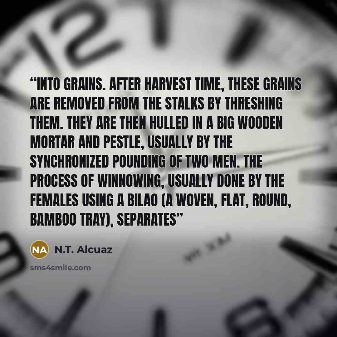 “into grains. After harvest time, these grains are removed from the stalks by threshing them. They are then hulled in a big wooden mortar and pestle, usually by the synchronized pounding of two men. The process of winnowing, usually done by the females using a bilao (a woven, flat, round, bamboo…” quote by N.T. Alcuaz