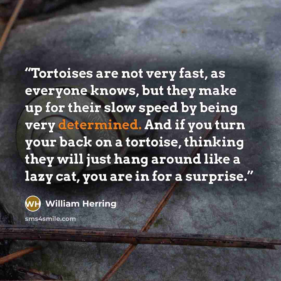 “Tortoises are not very fast, as everyone knows, but they make up for their slow speed by being very determined. And if you turn your back on a tortoise, thinking they will just hang around like a lazy cat, you are in for a surprise.” quote by William Herring