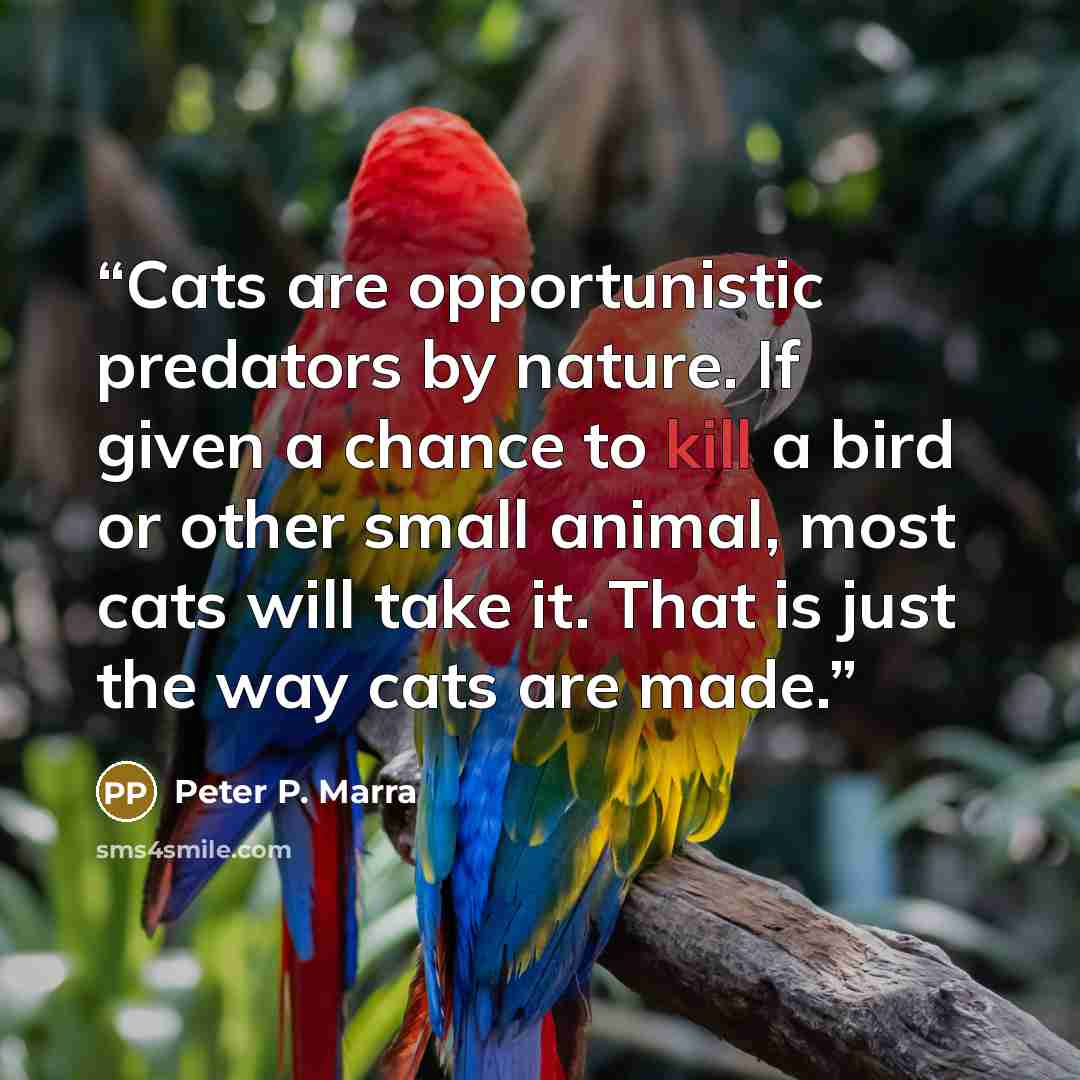 “Cats are opportunistic predators by nature. If given a chance to kill a bird or other small animal, most cats will take it. That is just the way cats are made.” quote by Peter P. Marra