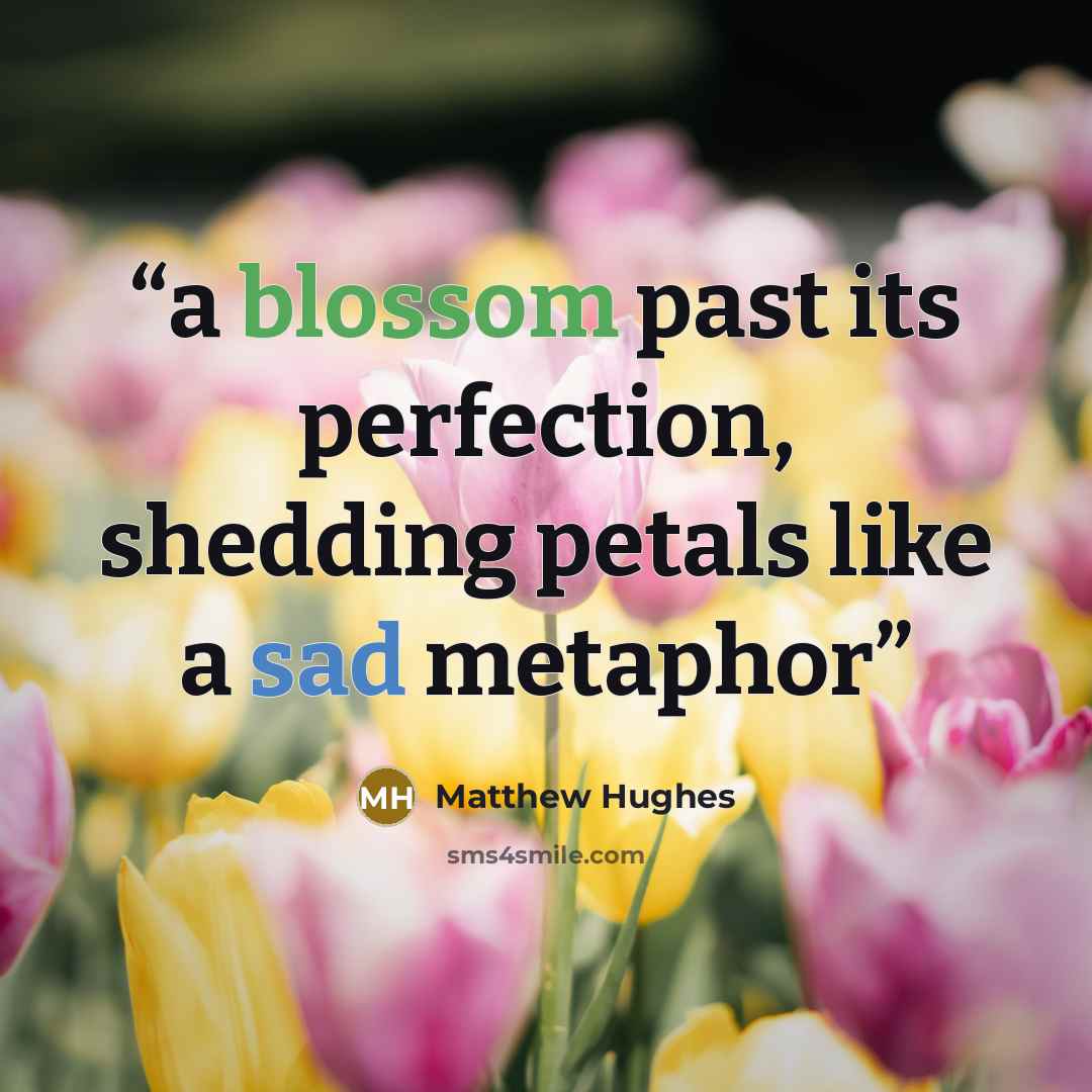 “a blossom past its perfection, shedding petals like a sad metaphor” quote by Matthew Hughes