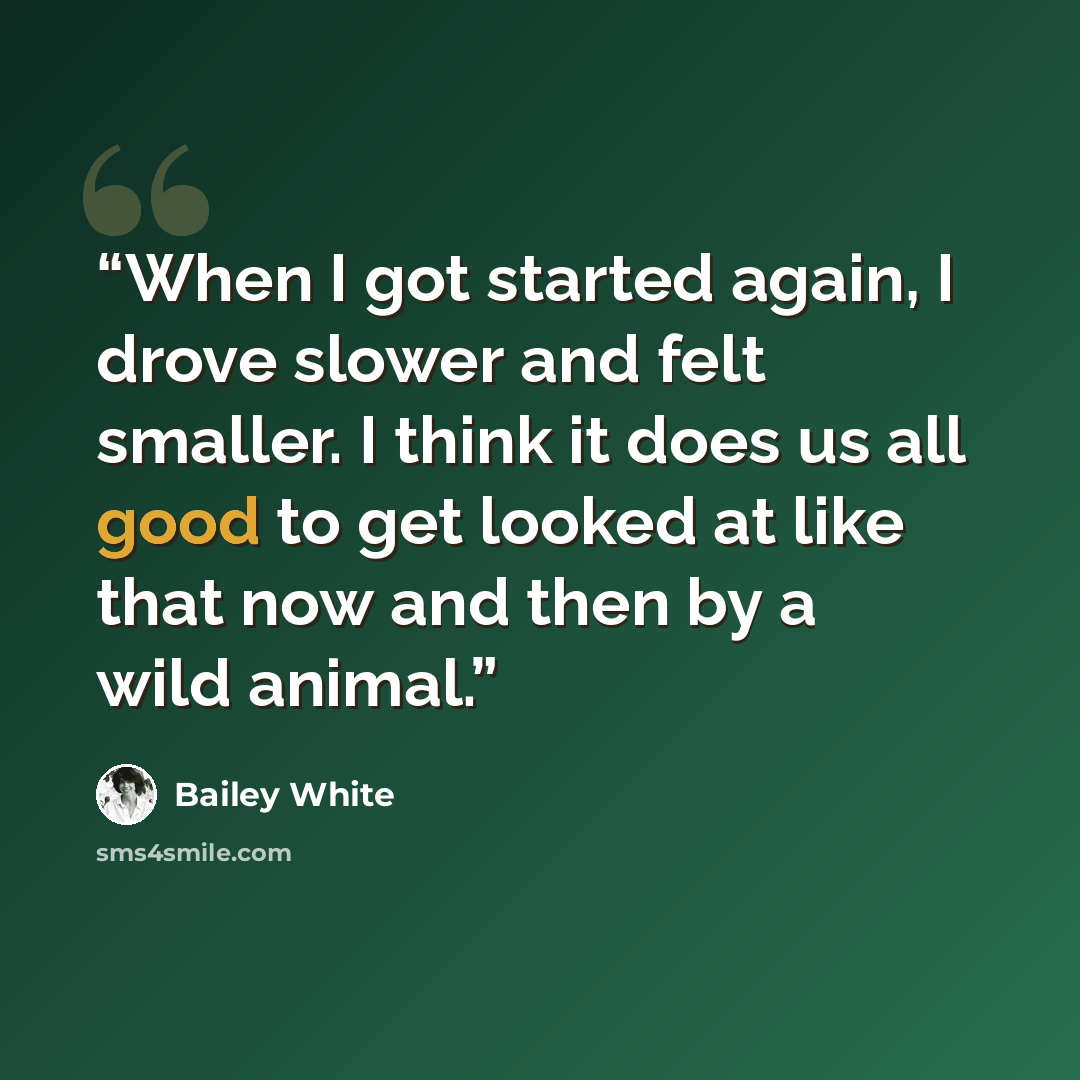 “When I got started again, I drove slower and felt smaller. I think it does us all good to get looked at like that now and then by a wild animal.” quote by Bailey White