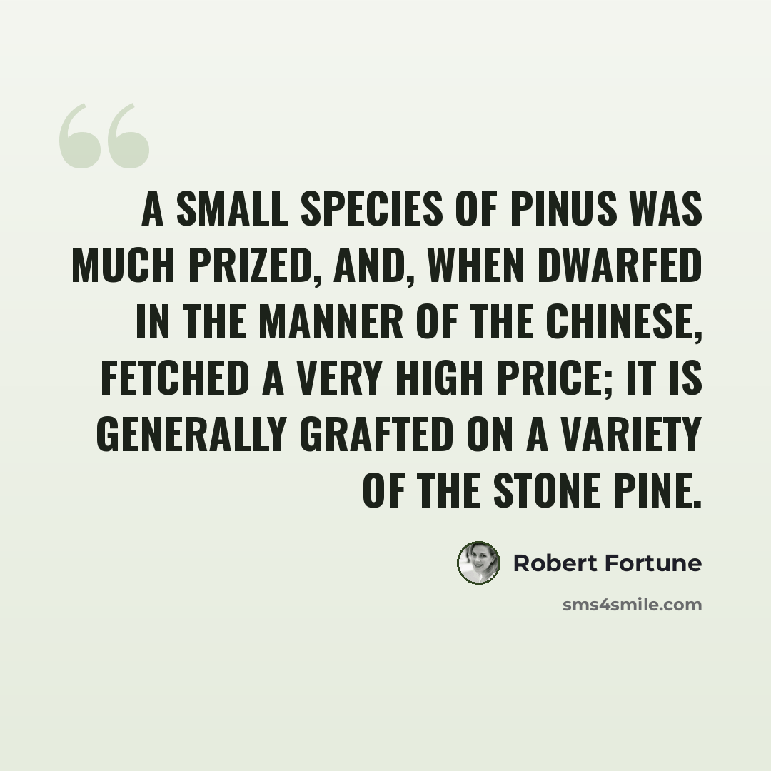 “A small species of pinus was much prized, and, when dwarfed in the manner of the Chinese, fetched a very high price; it is generally grafted on a variety of the stone pine.” quote by Robert Fortune