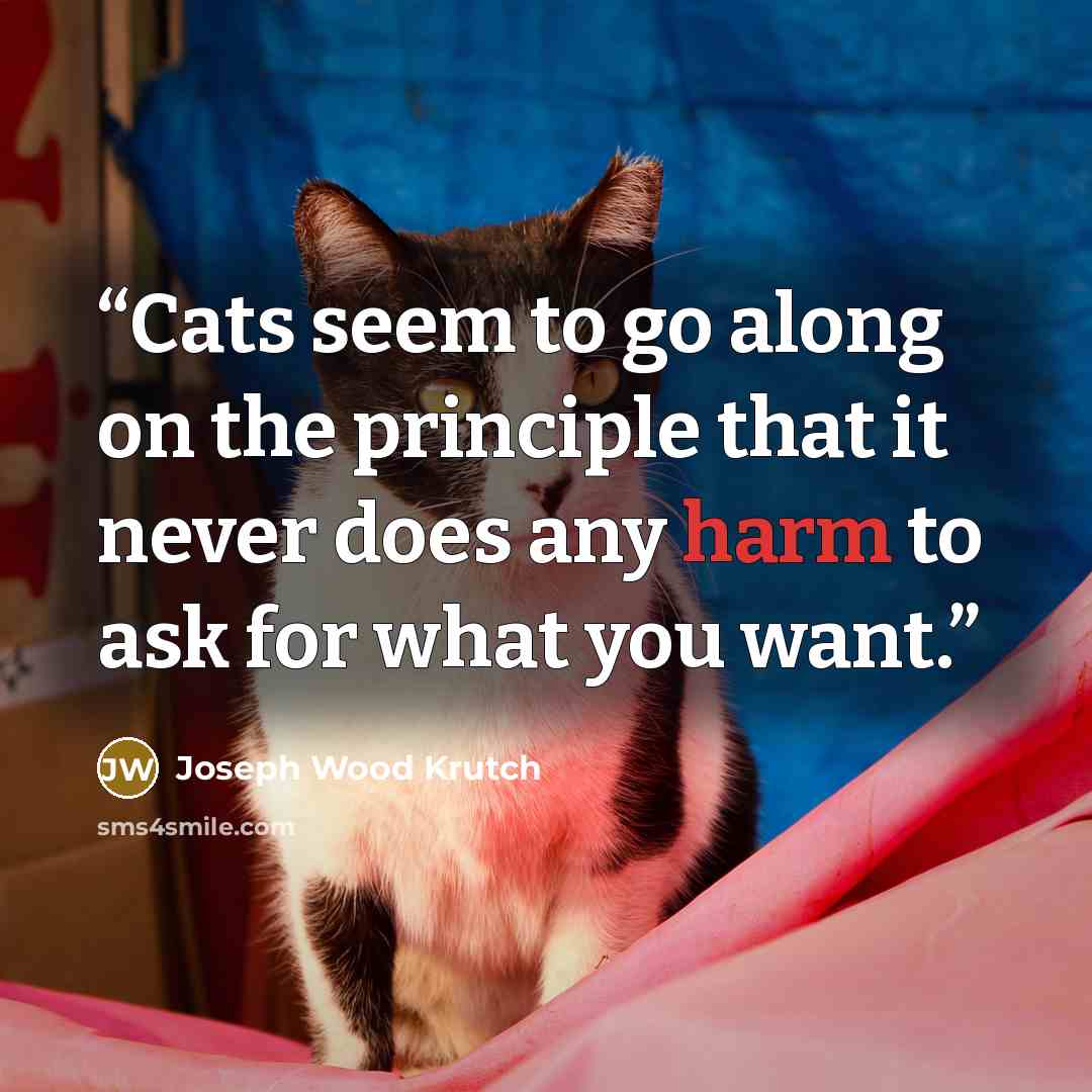 “Cats seem to go along on the principle that it never does any harm to ask for what you want.” quote by Joseph Wood Krutch