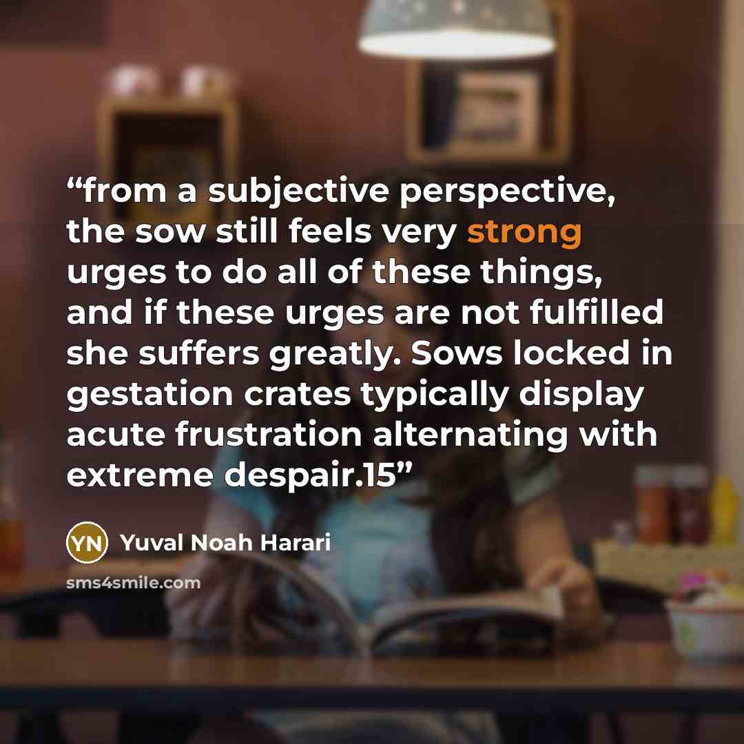 “from a subjective perspective, the sow still feels very strong urges to do all of these things, and if these urges are not fulfilled she suffers greatly. Sows locked in gestation crates typically display acute frustration alternating with extreme despair.15” quote by Yuval Noah Harari