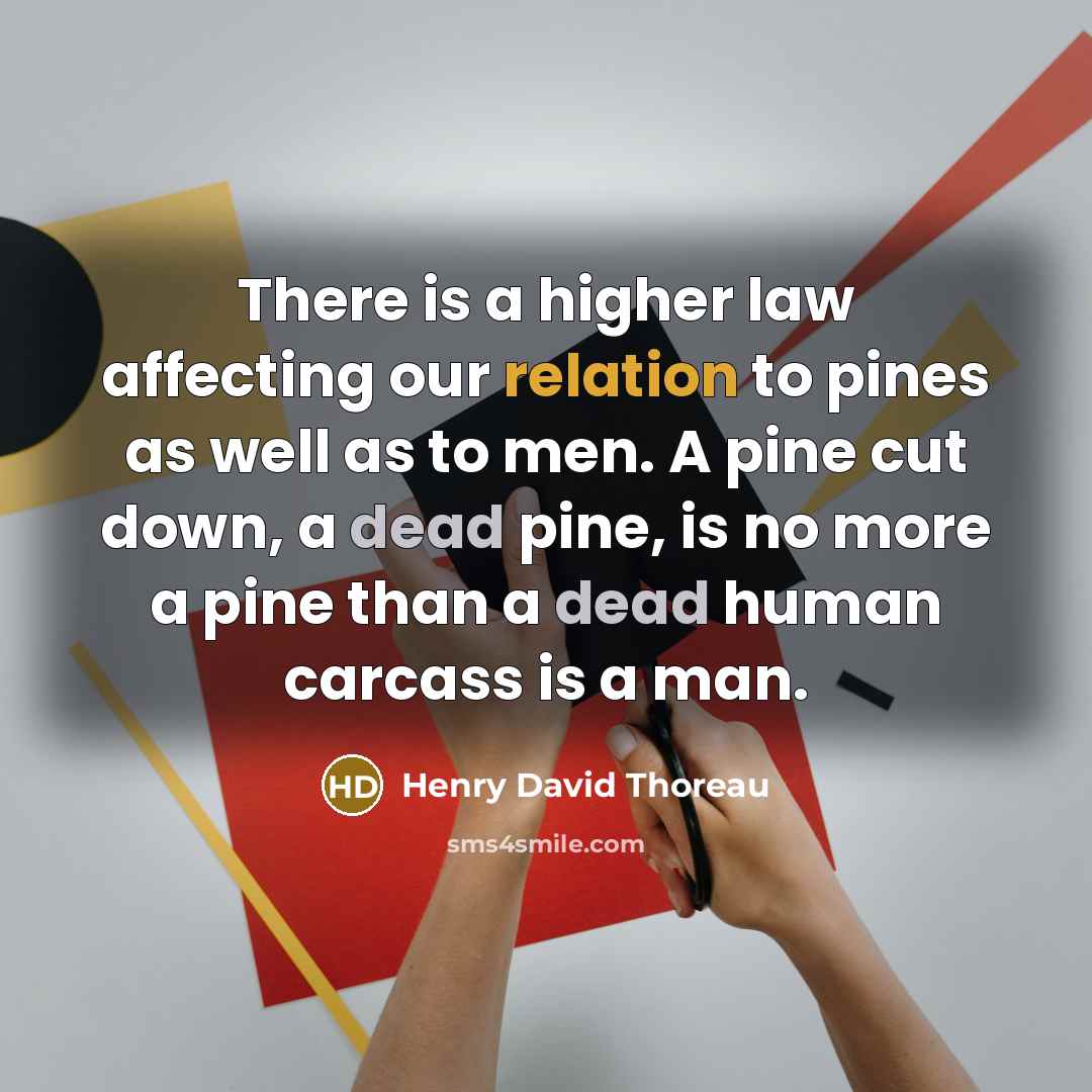 “There is a higher law affecting our relation to pines as well as to men. A pine cut down, a dead pine, is no more a pine than a dead human carcass is a man.” quote by Henry David Thoreau