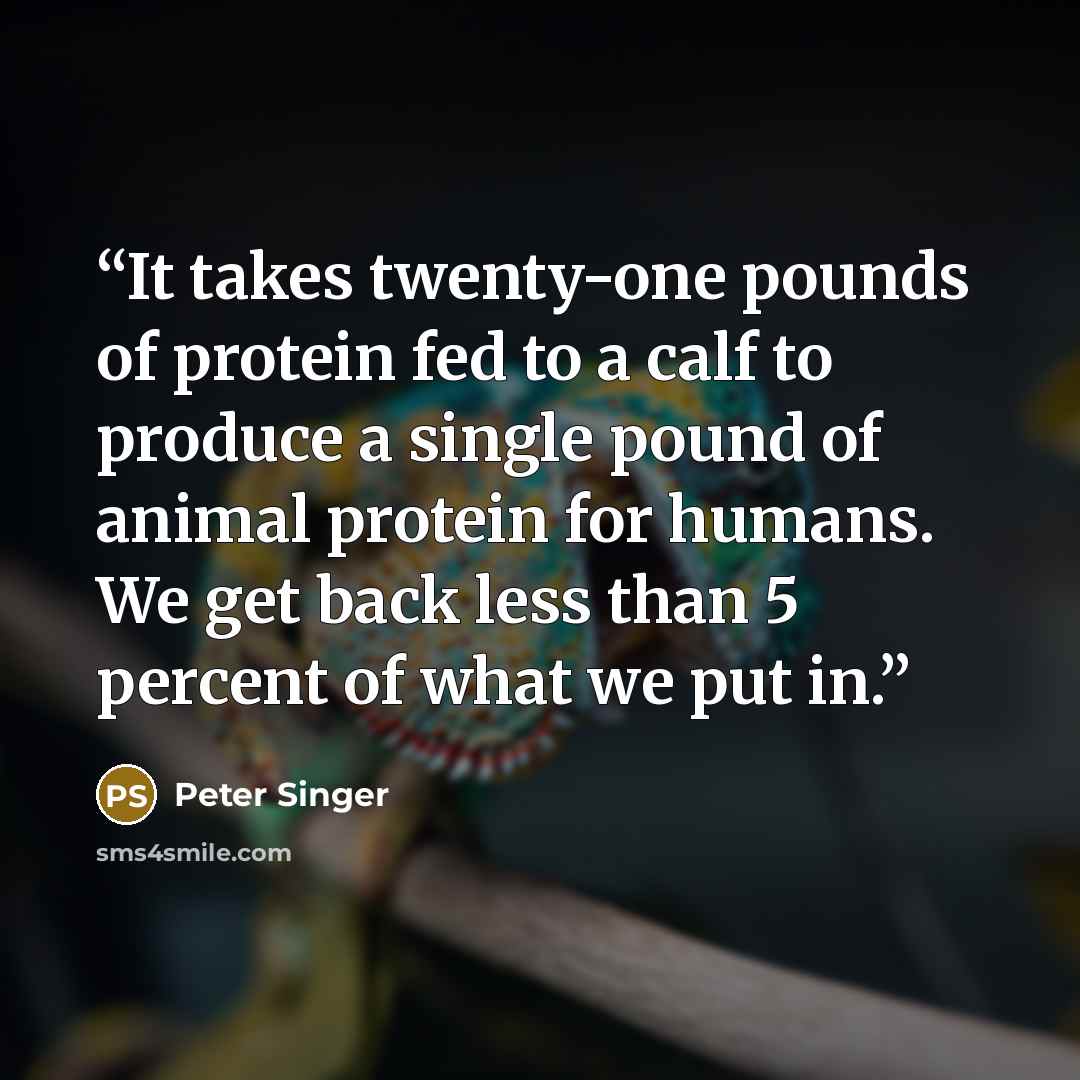 “It takes twenty-one pounds of protein fed to a calf to produce a single pound of animal protein for humans. We get back less than 5 percent of what we put in.” quote by Peter Singer