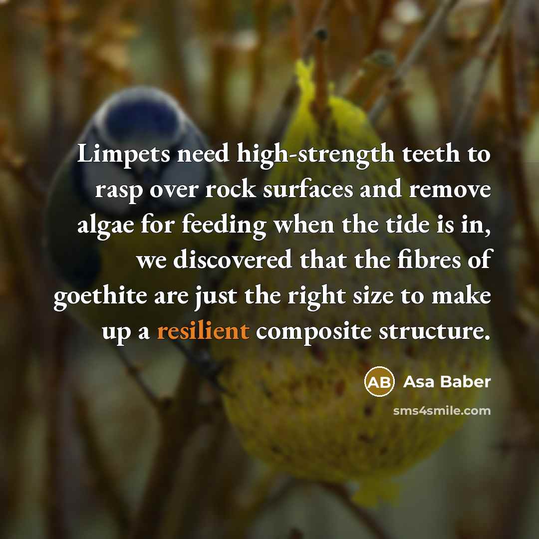 “Limpets need high-strength teeth to rasp over rock surfaces and remove algae for feeding when the tide is in, we discovered that the fibres of goethite are just the right size to make up a resilient composite structure.” quote by Asa Baber