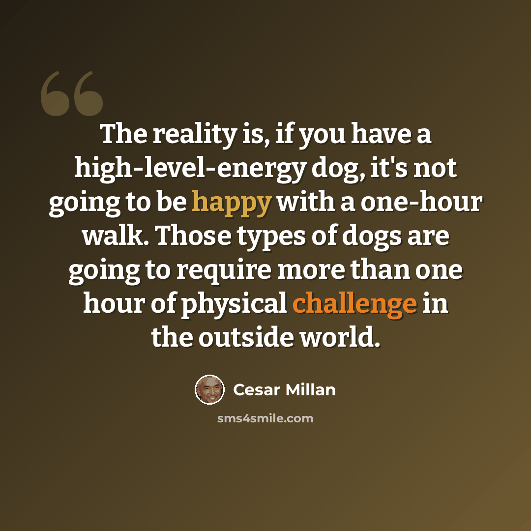 “The reality is, if you have a high-level-energy dog, it's not going to be happy with a one-hour walk. Those types of dogs are going to require more than one hour of physical challenge in the outside world.” quote by Cesar Millan
