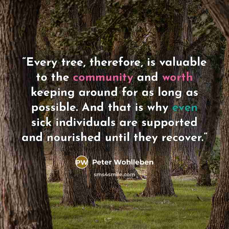 “Every tree, therefore, is valuable to the community and worth keeping around for as long as possible. And that is why even sick individuals are supported and nourished until they recover.” quote by Peter Wohlleben