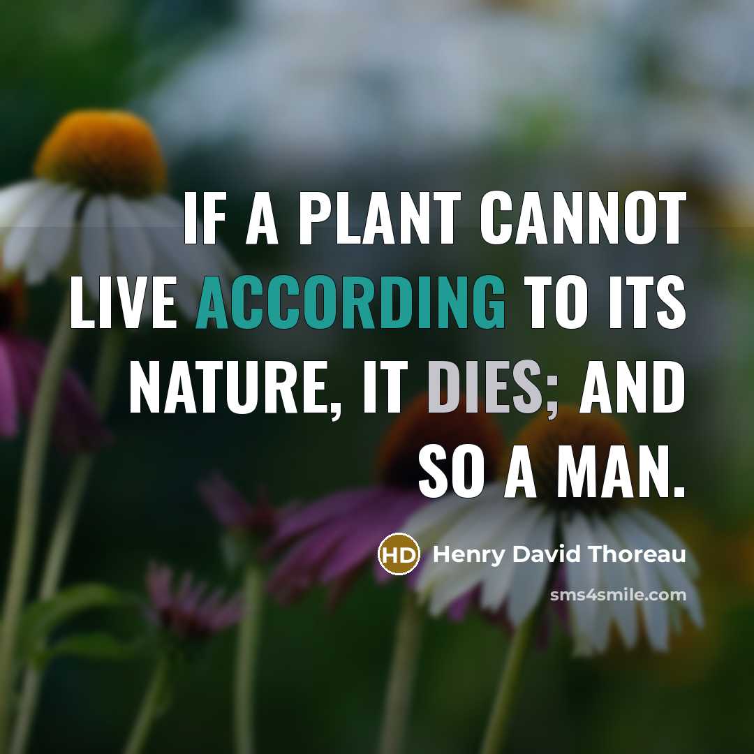 “If a plant cannot live according to its nature, it dies; and so a man.” quote by Henry David Thoreau