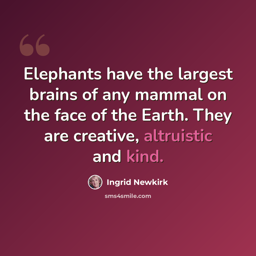“Elephants have the largest brains of any mammal on the face of the Earth. They are creative, altruistic and kind.” quote by Ingrid Newkirk