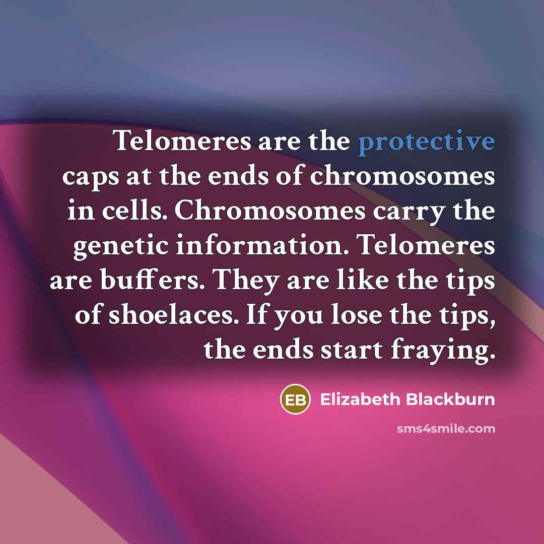 “Telomeres are the protective caps at the ends of chromosomes in cells. Chromosomes carry the genetic information. Telomeres are buffers. They are like the tips of shoelaces. If you lose the tips, the ends start fraying.” quote by Elizabeth Blackburn