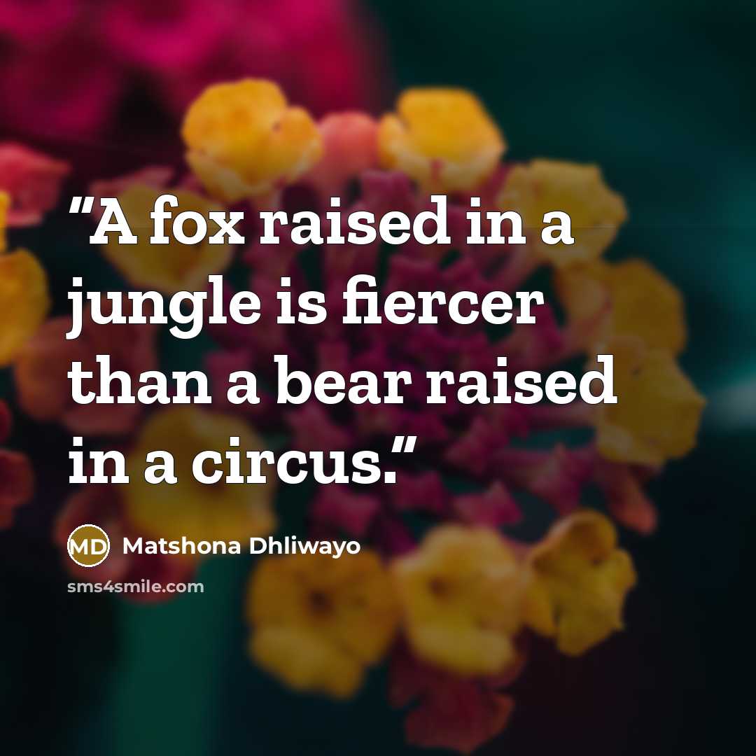 “A fox raised in a jungle is fiercer than a bear raised in a circus.” quote by Matshona Dhliwayo