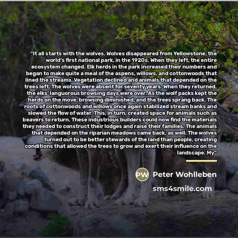 “It all starts with the wolves. Wolves disappeared from Yellowstone, the world’s first national park, in the 1920s. When they left, the entire ecosystem changed. Elk herds in the park increased their numbers and began to make quite a meal of the aspens, willows, and cottonwoods that lined the…” quote by Peter Wohlleben