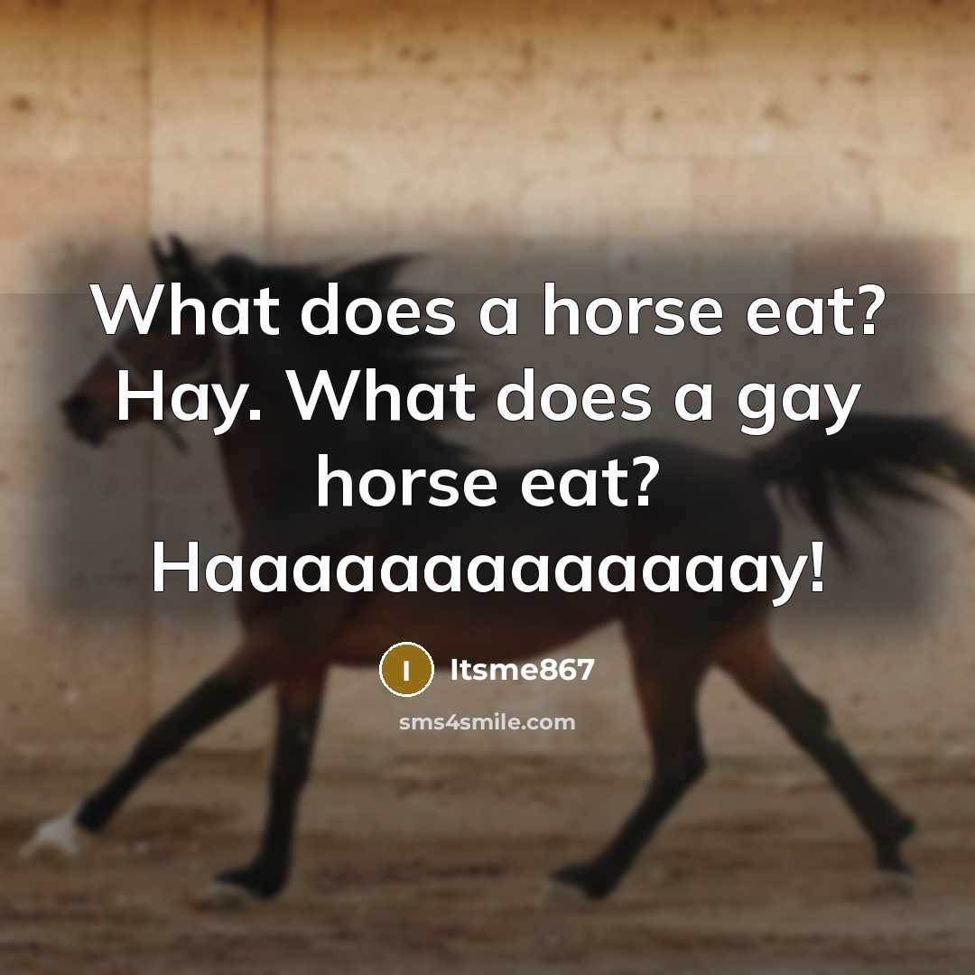 “What does a horse eat? Hay. What does a gay horse eat? Haaaaaaaaaaaaay!” quote by Itsme867