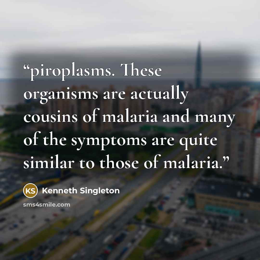 “piroplasms. These organisms are actually cousins of malaria and many of the symptoms are quite similar to those of malaria.” quote by Kenneth Singleton