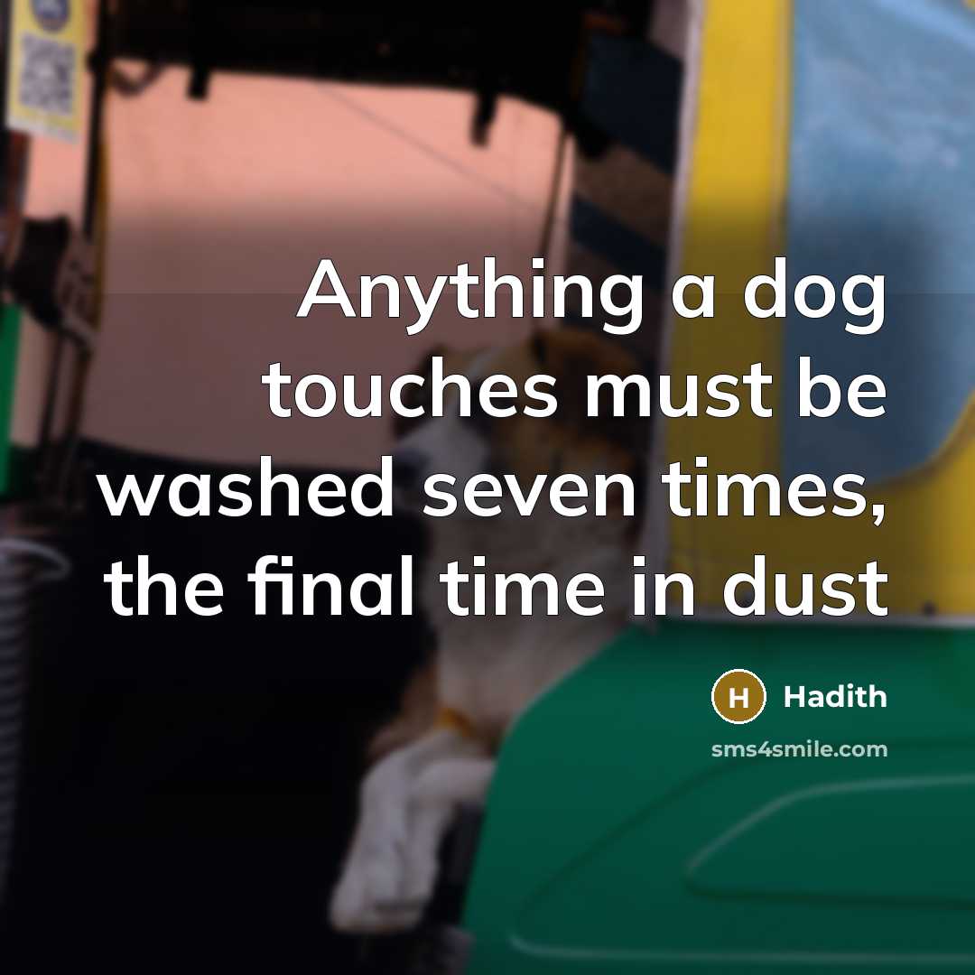 “Anything a dog touches must be washed seven times, the final time in dust” quote by Hadith
