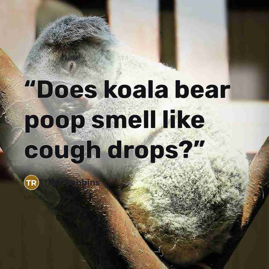 “Does koala bear poop smell like cough drops?” quote by Tom Robbins