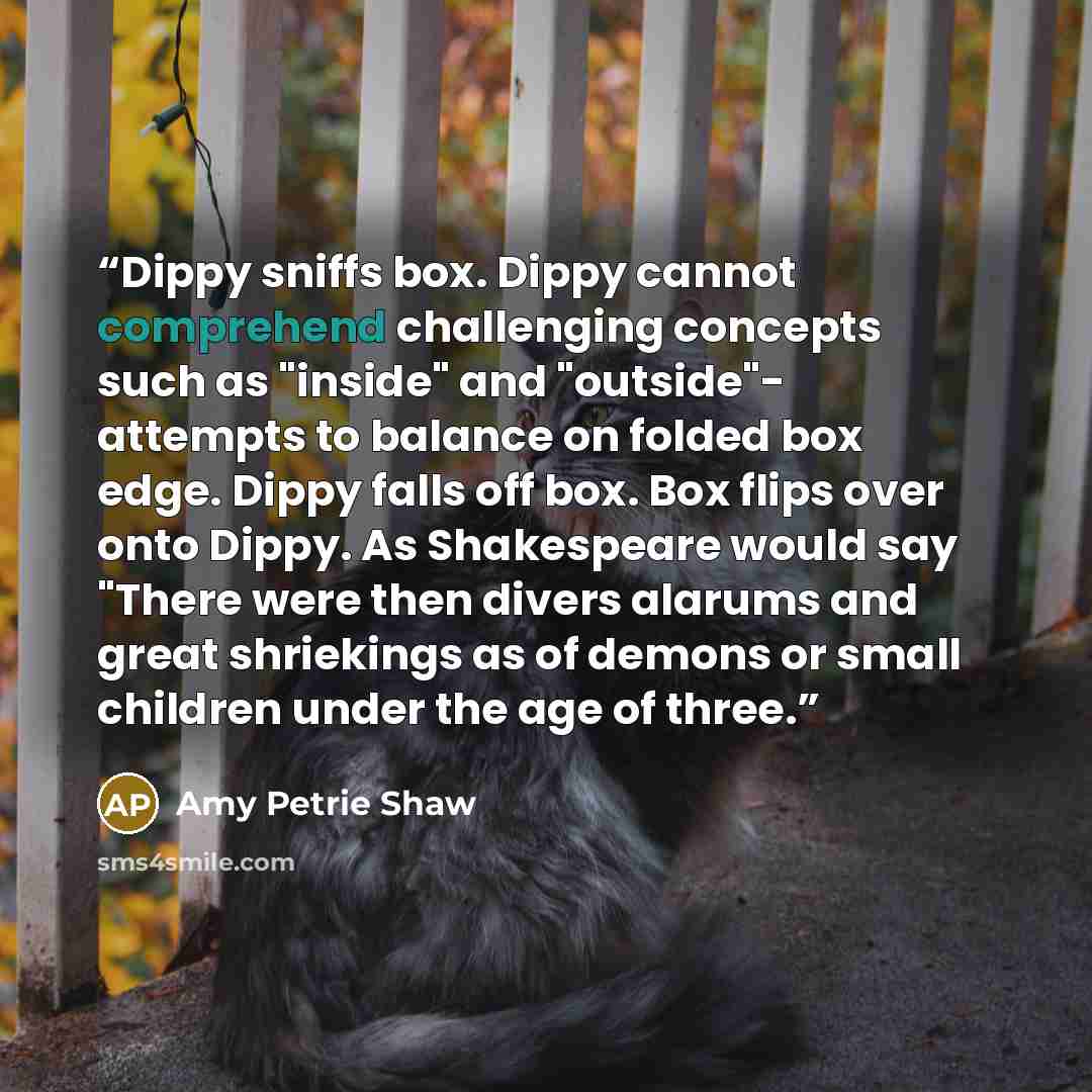 “Dippy sniffs box. Dippy cannot comprehend challenging concepts such as "inside" and "outside"- attempts to balance on folded box edge. Dippy falls off box. Box flips over onto Dippy. As Shakespeare would say "There were then divers alarums and great shriekings as of demons or small children under…” quote by Amy Petrie Shaw