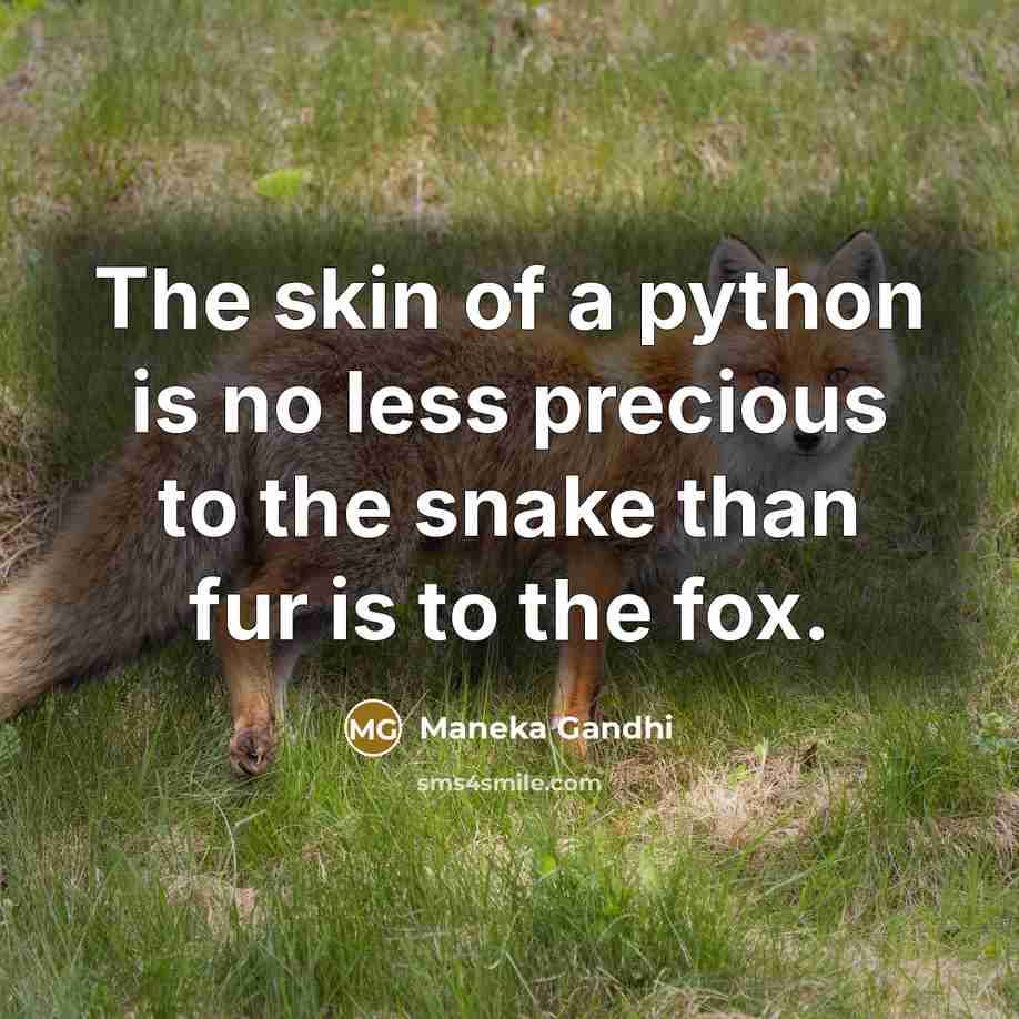 “The skin of a python is no less precious to the snake than fur is to the fox.” quote by Maneka Gandhi