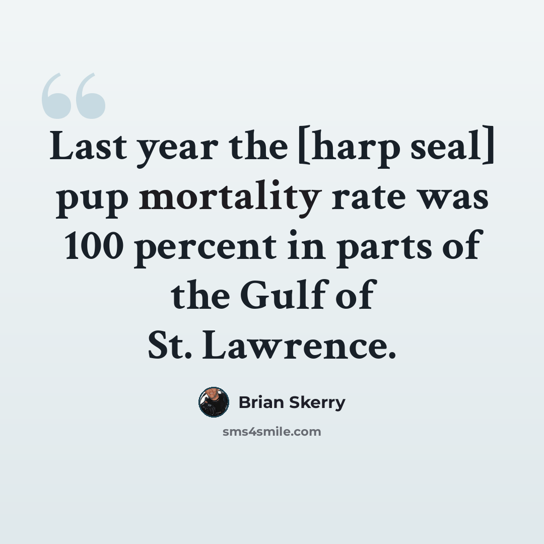 “Last year the [harp seal] pup mortality rate was 100 percent in parts of the Gulf of St. Lawrence.” quote by Brian Skerry