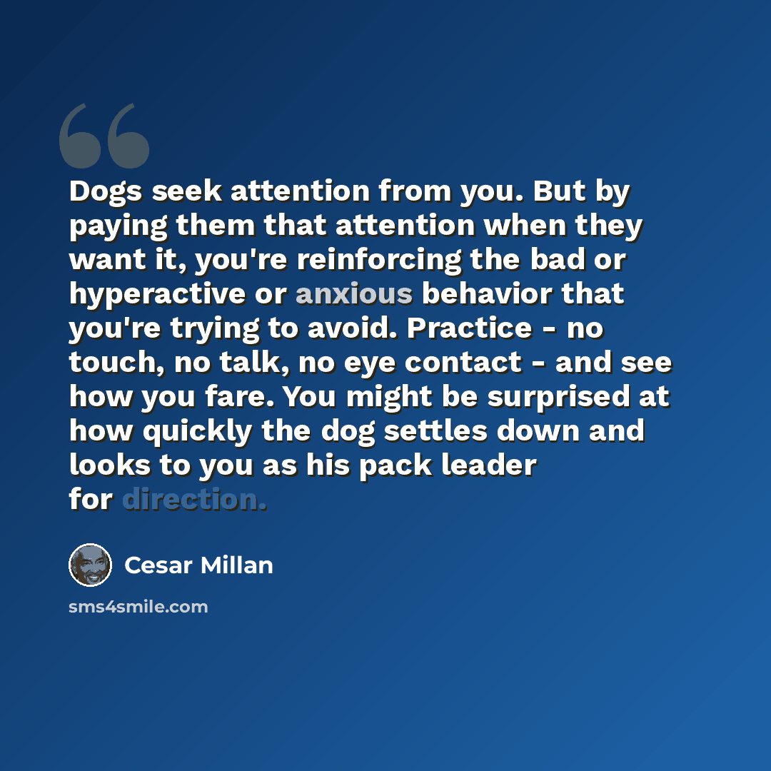 “Dogs seek attention from you. But by paying them that attention when they want it, you're reinforcing the bad or hyperactive or anxious behavior that you're trying to avoid. Practice - no touch, no talk, no eye contact - and see how you fare. You might be surprised at how quickly the dog settles…” quote by Cesar Millan