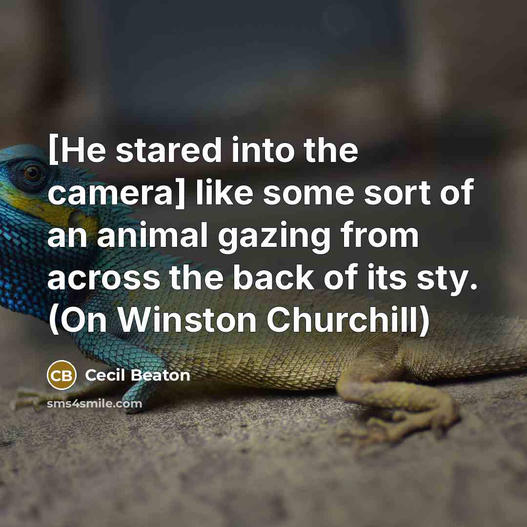 “[He stared into the camera] like some sort of an animal gazing from across the back of its sty. (On Winston Churchill)” quote by Cecil Beaton