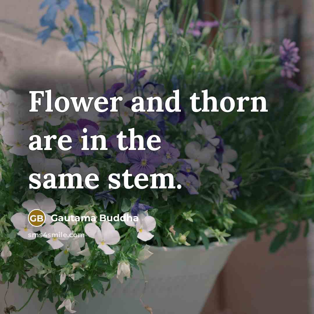 “Flower and thorn are in the same stem.” quote by Gautama Buddha