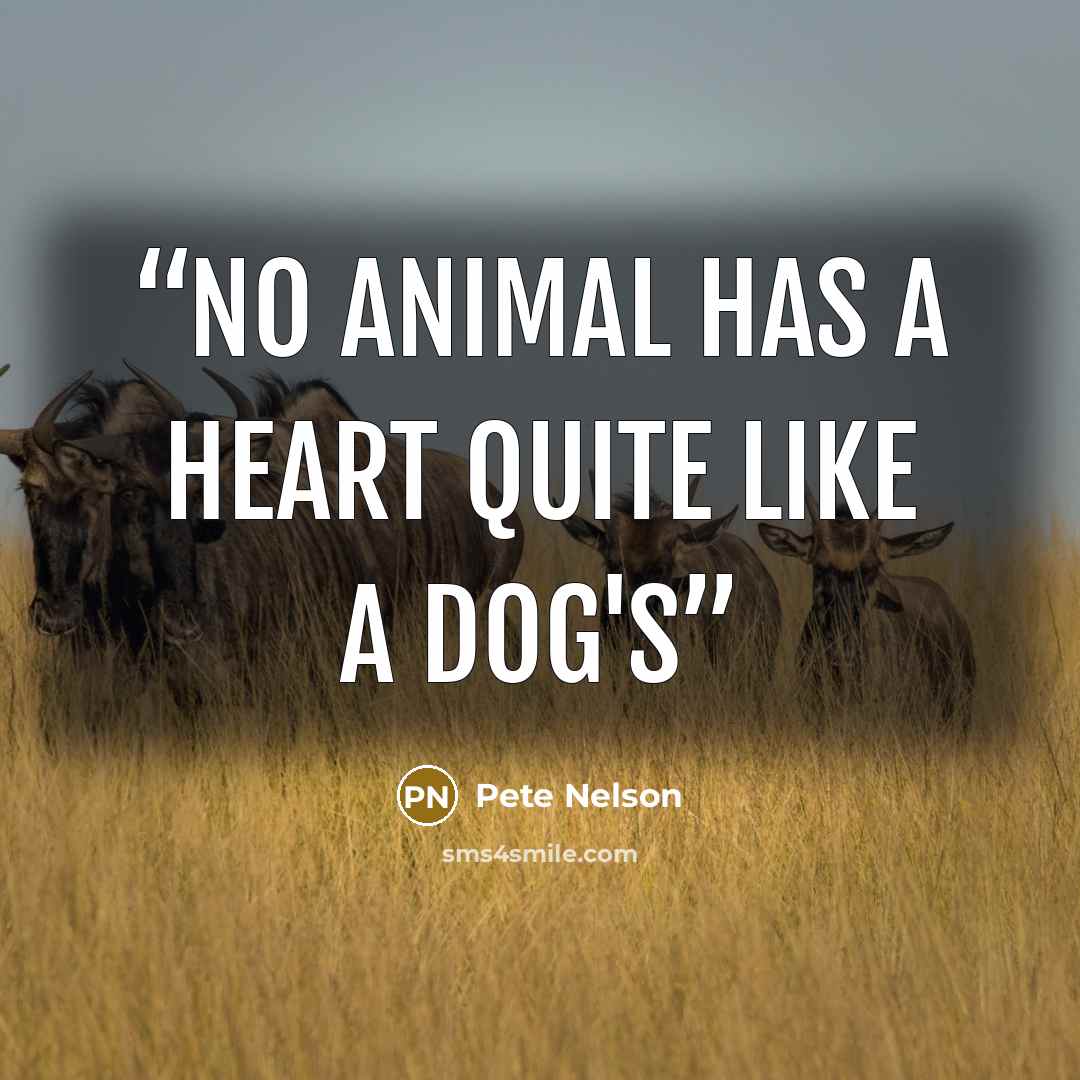 “No animal has a heart quite like a dog's” quote by Pete Nelson