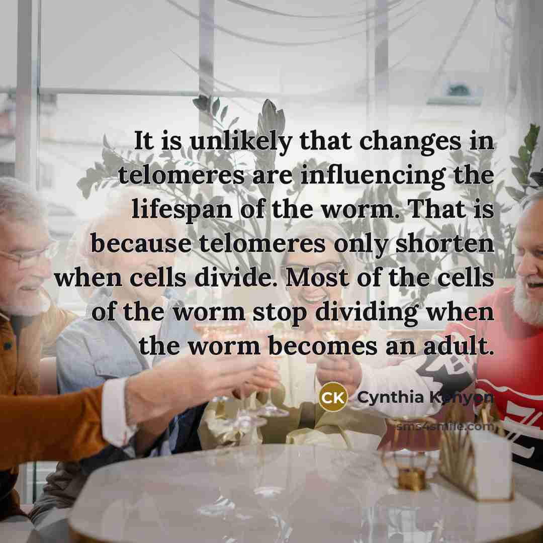 “It is unlikely that changes in telomeres are influencing the lifespan of the worm. That is because telomeres only shorten when cells divide. Most of the cells of the worm stop dividing when the worm becomes an adult.” quote by Cynthia Kenyon
