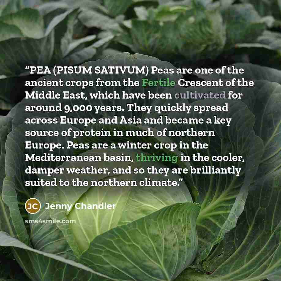 “PEA (PISUM SATIVUM) Peas are one of the ancient crops from the Fertile Crescent of the Middle East, which have been cultivated for around 9,000 years. They quickly spread across Europe and Asia and became a key source of protein in much of northern Europe. Peas are a winter crop in the…” quote by Jenny Chandler