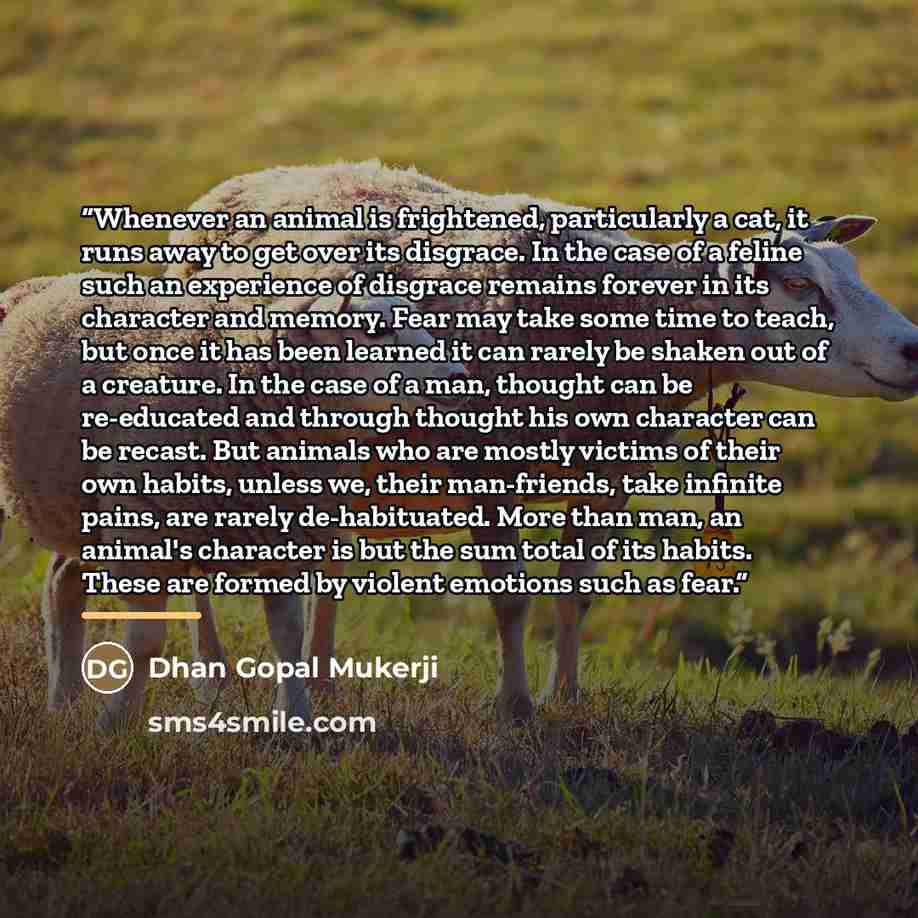 “Whenever an animal is frightened, particularly a cat, it runs away to get over its disgrace. In the case of a feline such an experience of disgrace remains forever in its character and memory. Fear may take some time to teach, but once it has been learned it can rarely be shaken out of a creature…” quote by Dhan Gopal Mukerji