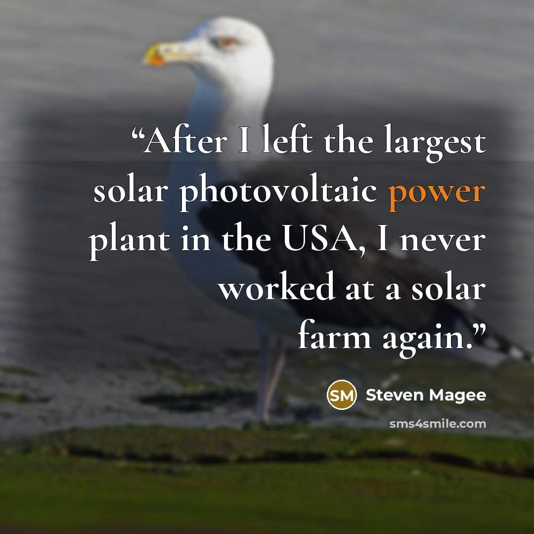 “After I left the largest solar photovoltaic power plant in the USA, I never worked at a solar farm again.” quote by Steven Magee