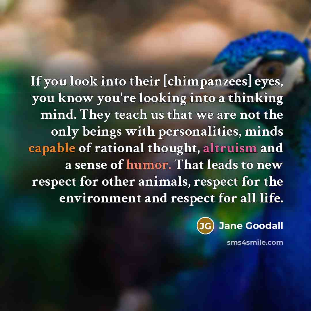 “If you look into their [chimpanzees] eyes, you know you're looking into a thinking mind. They teach us that we are not the only beings with personalities, minds capable of rational thought, altruism and a sense of humor. That leads to new respect for other animals, respect for the environment and…” quote by Jane Goodall