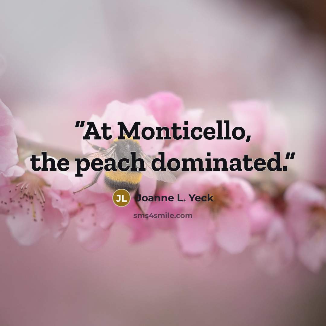“At Monticello, the peach dominated.” quote by Joanne L. Yeck