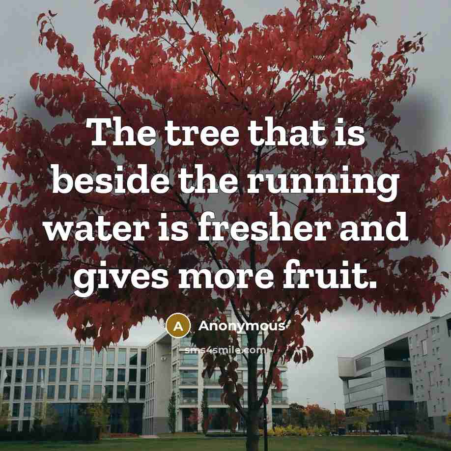 “The tree that is beside the running water is fresher and gives more fruit.” quote by Anonymous