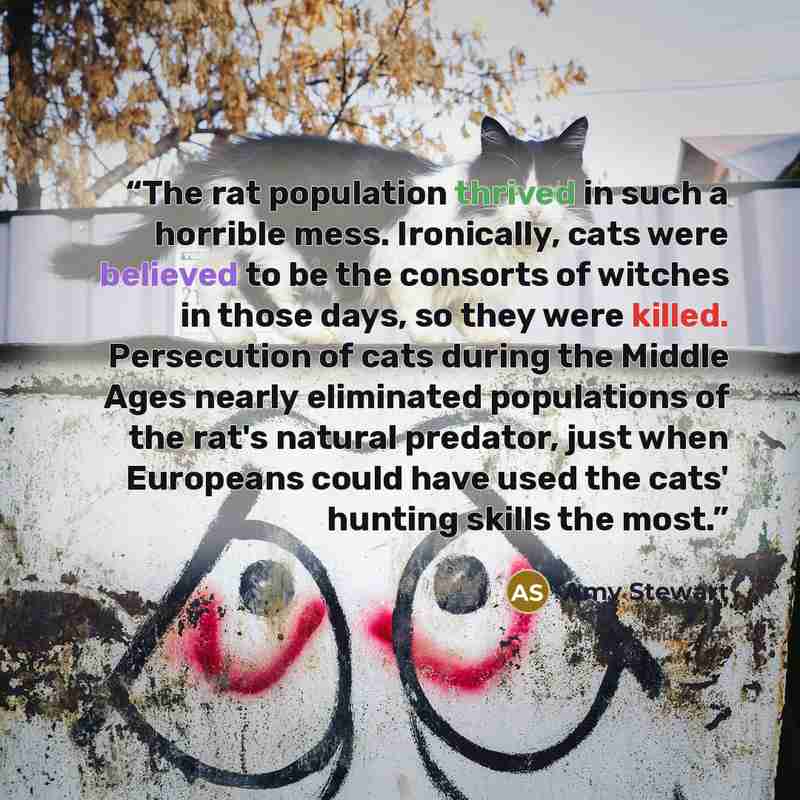 “The rat population thrived in such a horrible mess. Ironically, cats were believed to be the consorts of witches in those days, so they were killed. Persecution of cats during the Middle Ages nearly eliminated populations of the rat's natural predator, just when Europeans could have used the cats'…” quote by Amy Stewart