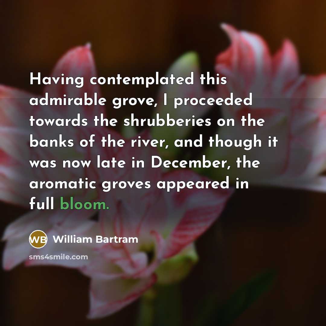 “Having contemplated this admirable grove, I proceeded towards the shrubberies on the banks of the river, and though it was now late in December, the aromatic groves appeared in full bloom.” quote by William Bartram