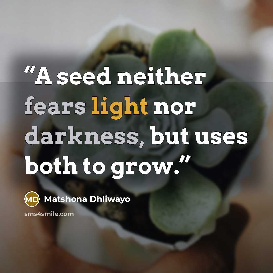 “A seed neither fears light nor darkness, but uses both to grow.” quote by Matshona Dhliwayo