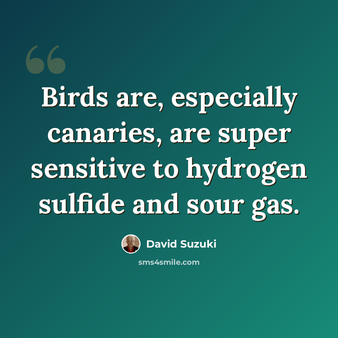 “Birds are, especially canaries, are super sensitive to hydrogen sulfide and sour gas.” quote by David Suzuki