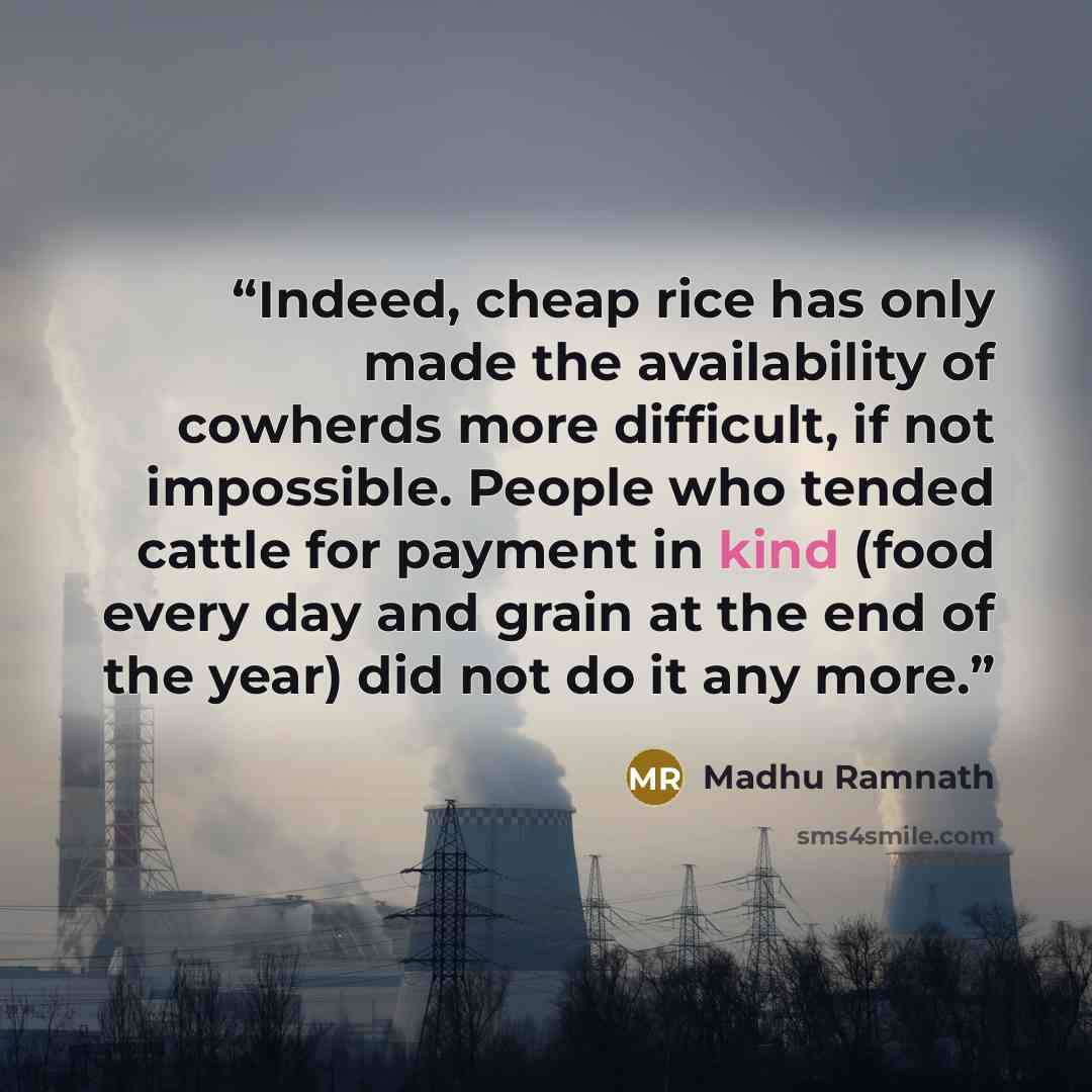 “Indeed, cheap rice has only made the availability of cowherds more difficult, if not impossible. People who tended cattle for payment in kind (food every day and grain at the end of the year) did not do it any more.” quote by Madhu Ramnath