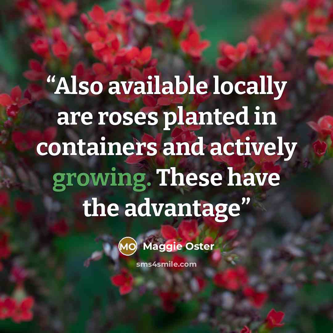 “Also available locally are roses planted in containers and actively growing. These have the advantage” quote by Maggie Oster
